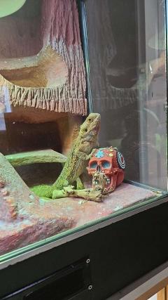 Service : reptile Service : reptile