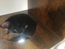 Demander ce catsitter