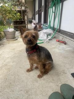 Service : toilettage chien Service : toilettage chien