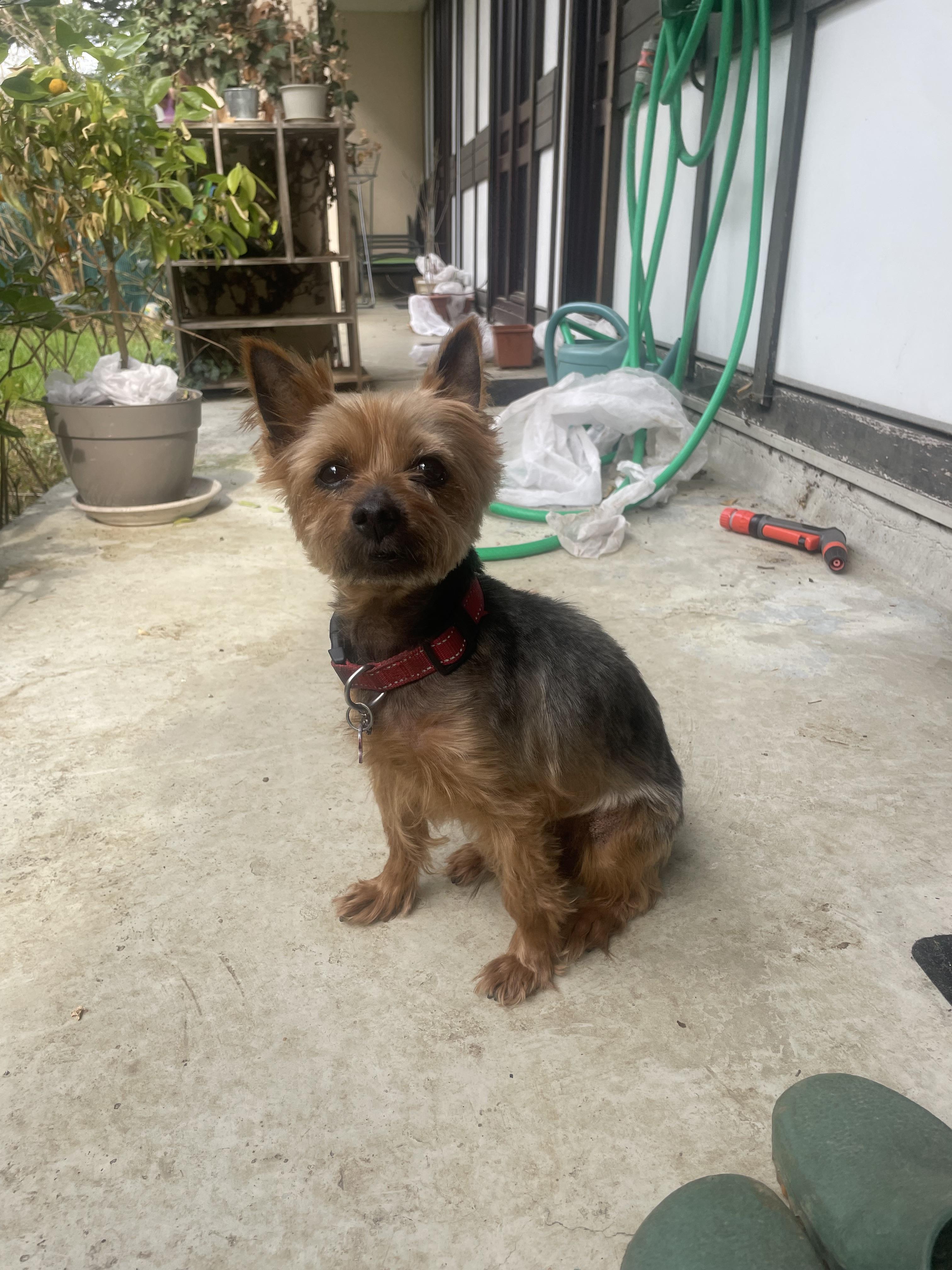 Service toilettage chien 91 entre particuliers