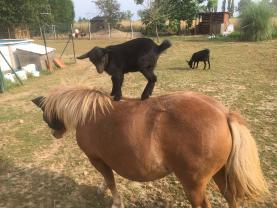 Service : garde animaux Service : garde animaux