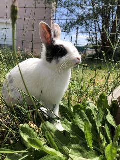 Service : garde lapin Service : garde lapin