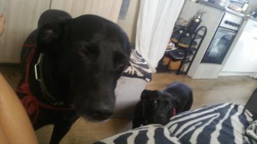 Service : chien Service : chien