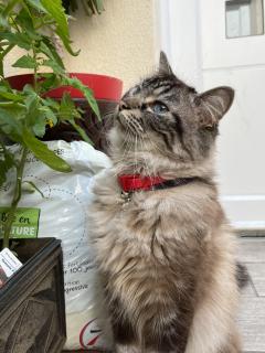 Service : promeneur chien Service : promeneur chien