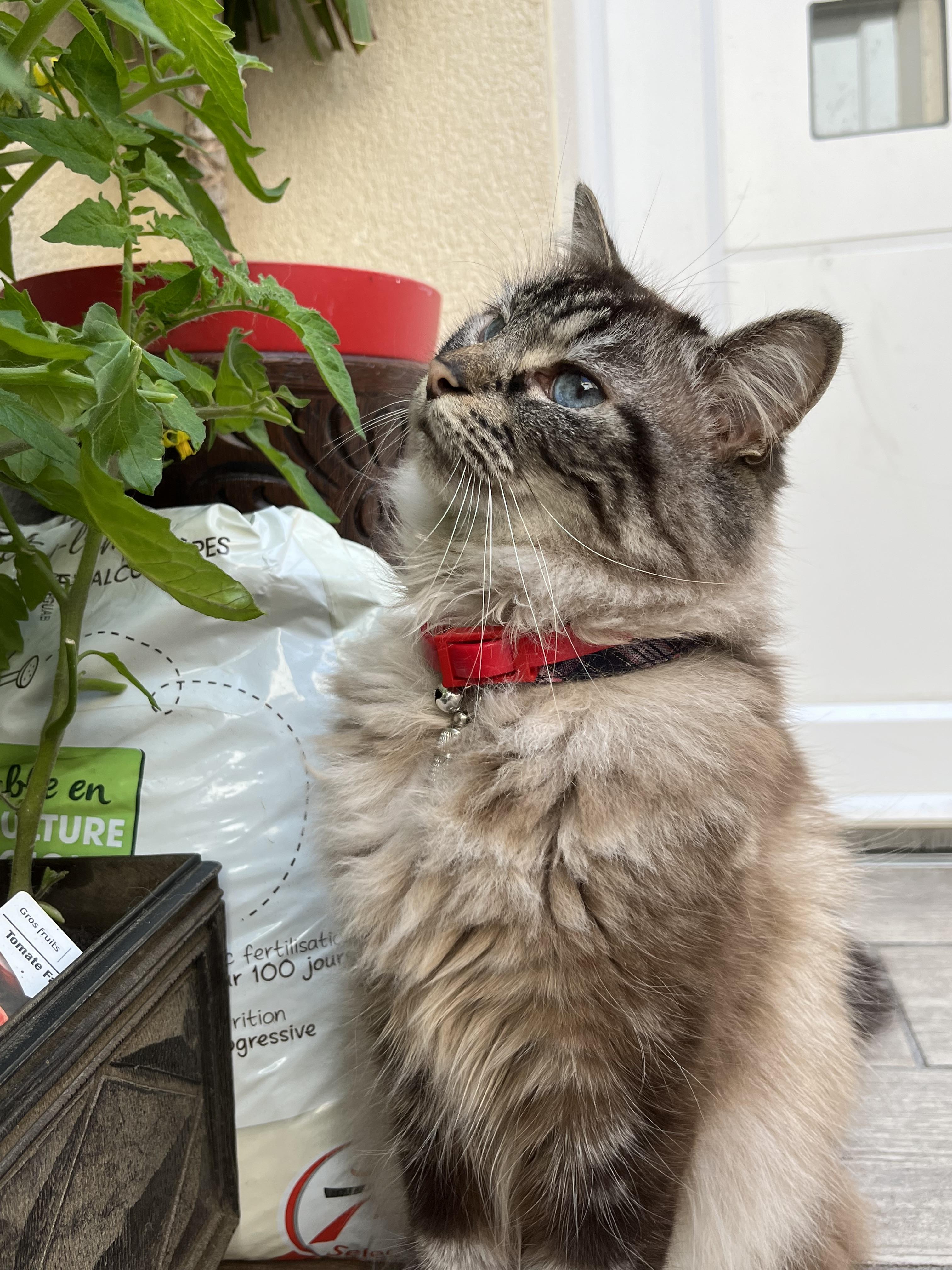 Service promeneur chien 77 entre particuliers