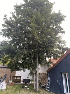 Service : elagage Service : elagage