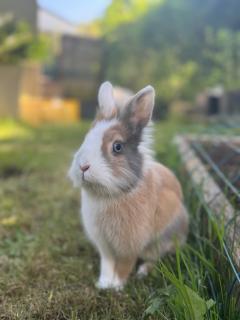 Service : garde lapin Service : garde lapin