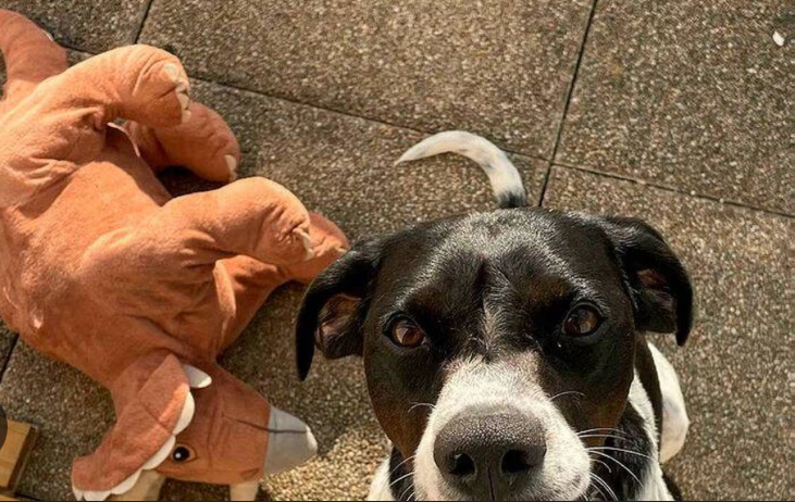Service chien 74 entre particuliers