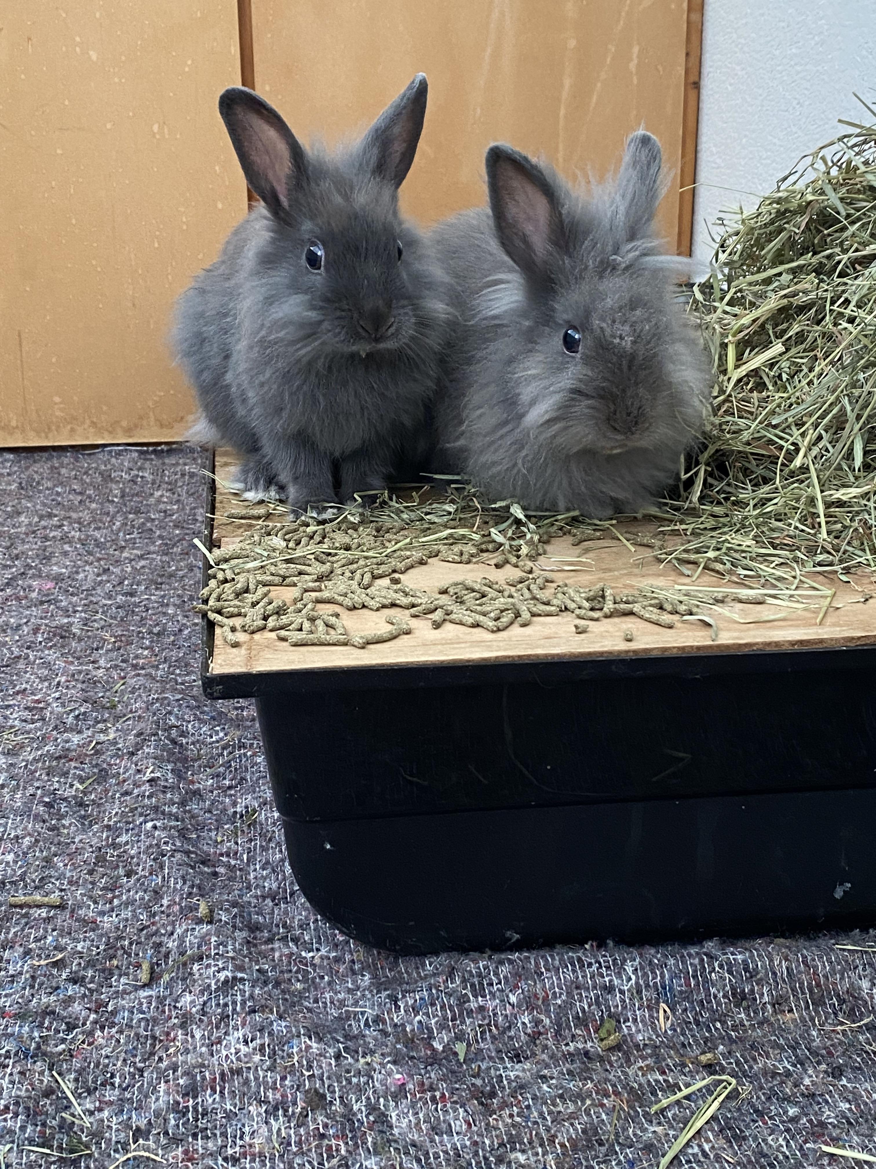 Service garde lapin 31 entre particuliers