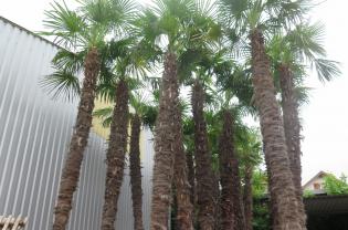 Service : elagage Service : elagage