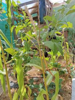 Louer mon jardin