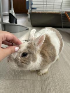 Service : garde lapin Service : garde lapin