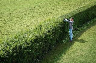 Service : taille de haies Service : taille de haies