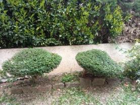 Service : taille de haies Service : taille de haies