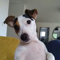 Service : promeneur chien Service : promeneur chien