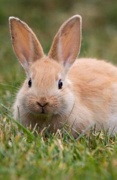 Service : garde animaux Service : garde animaux