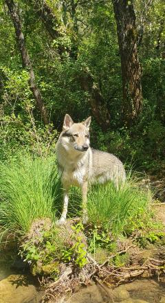 Service : garde animaux Service : garde animaux