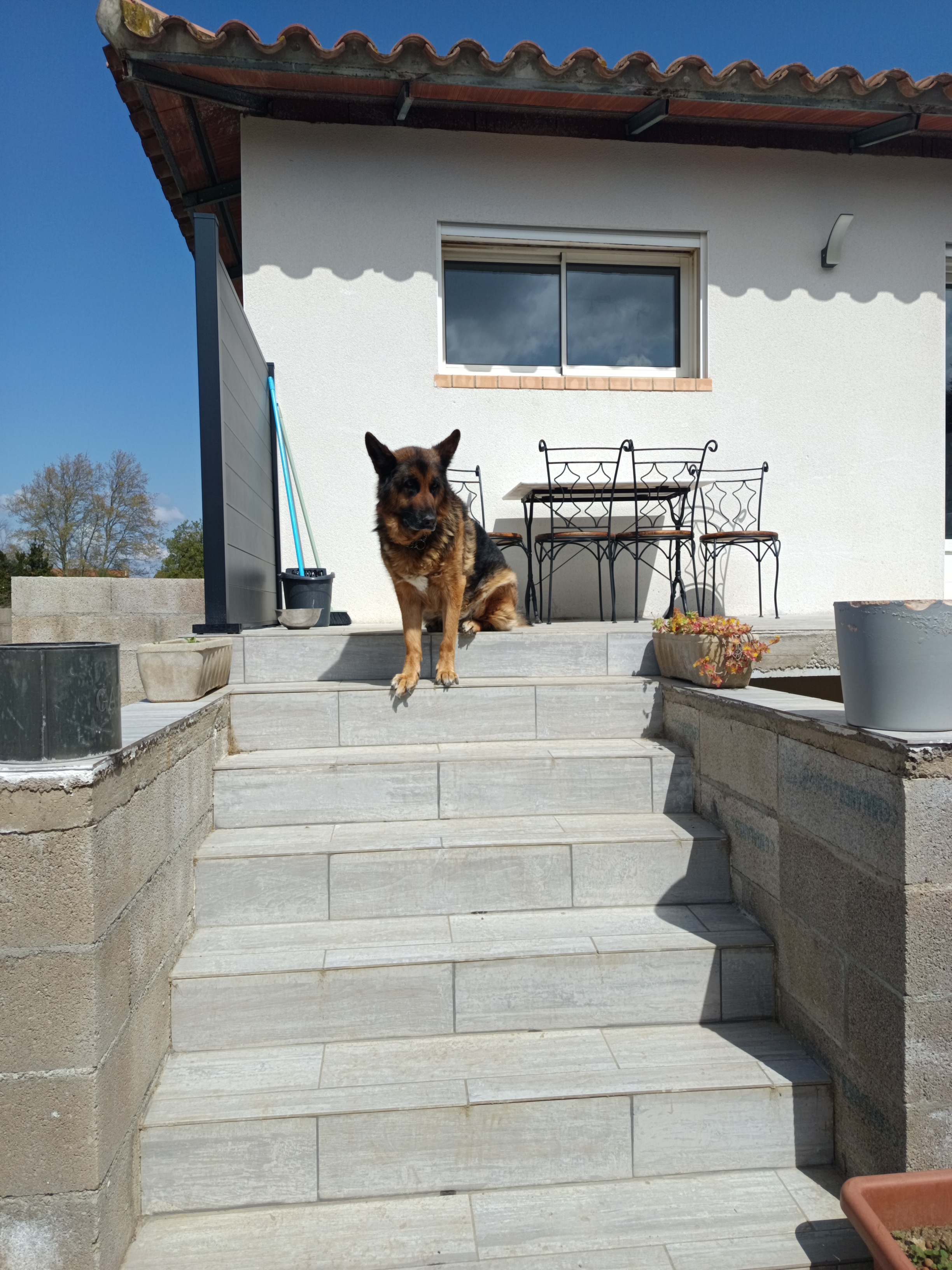 Service chien 66 entre particuliers