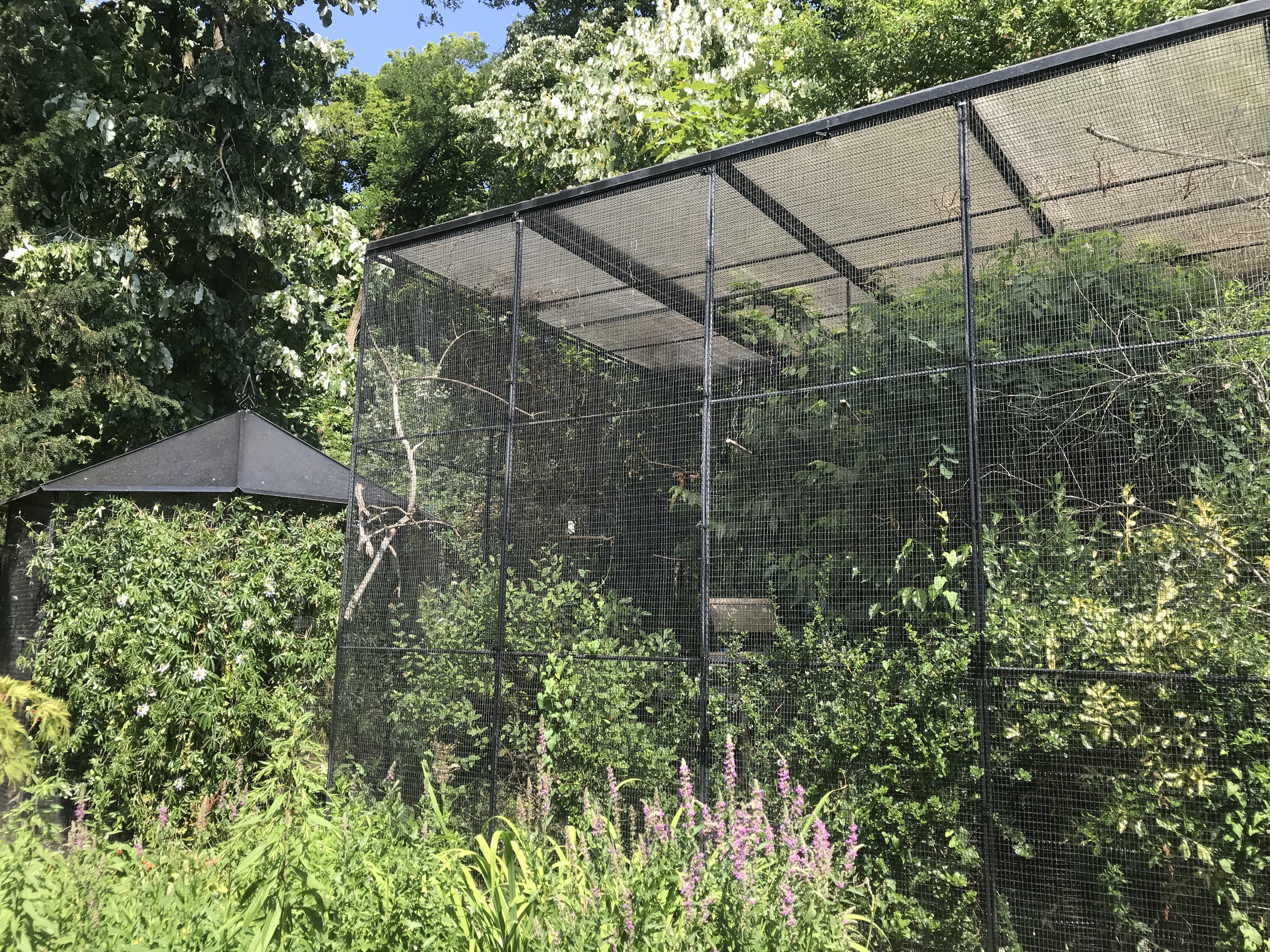 Service oiseaux 54 entre particuliers