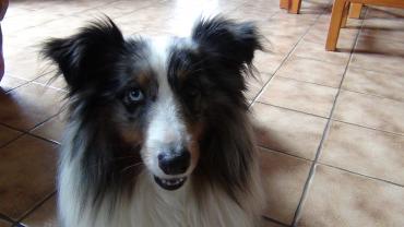 Service : chien Service : chien