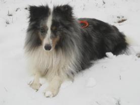 Service : chien Service : chien