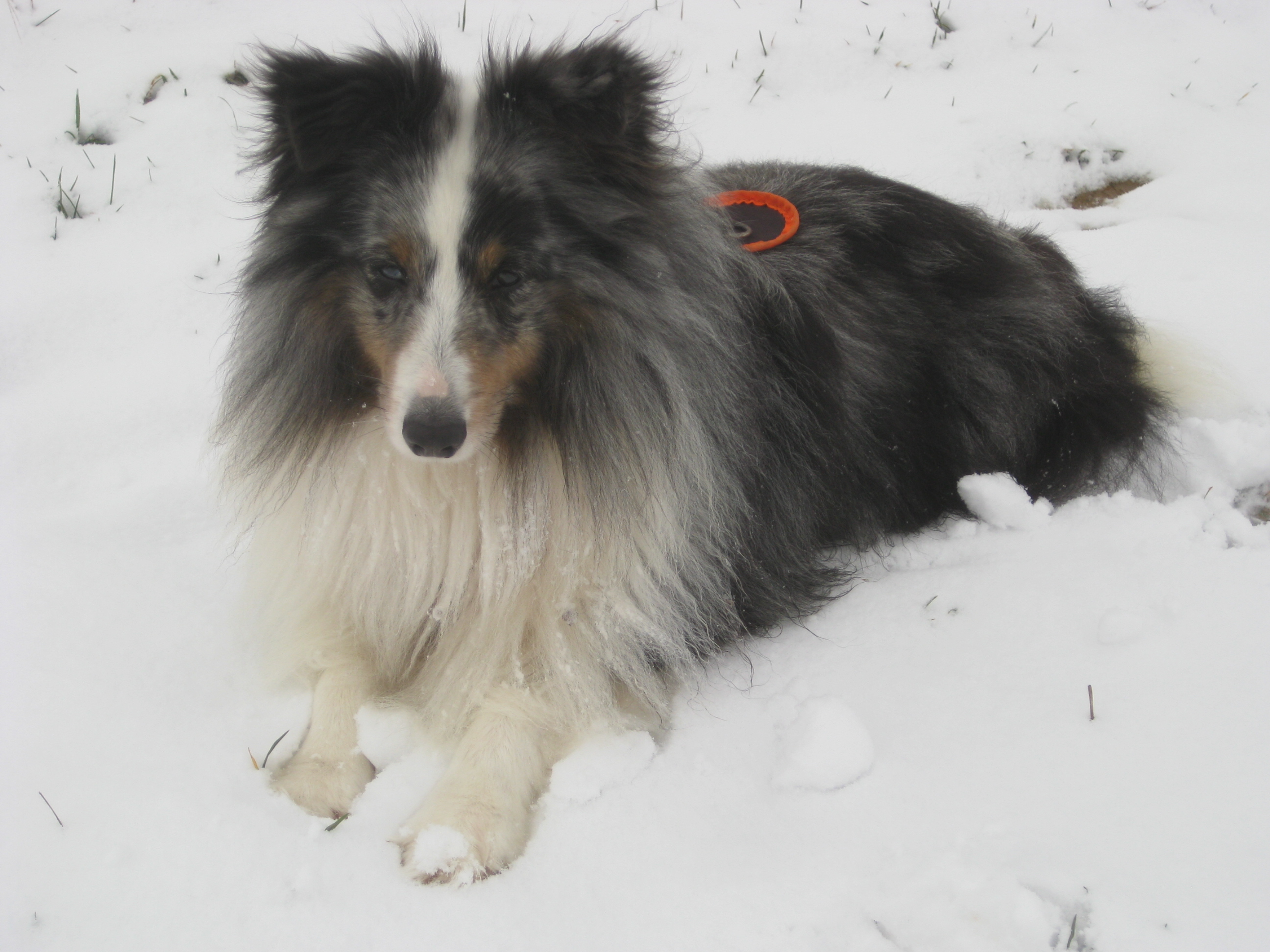 Service chien 57 entre particuliers