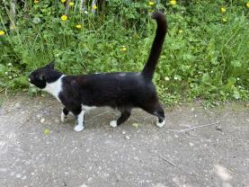 Demander ce catsitter
