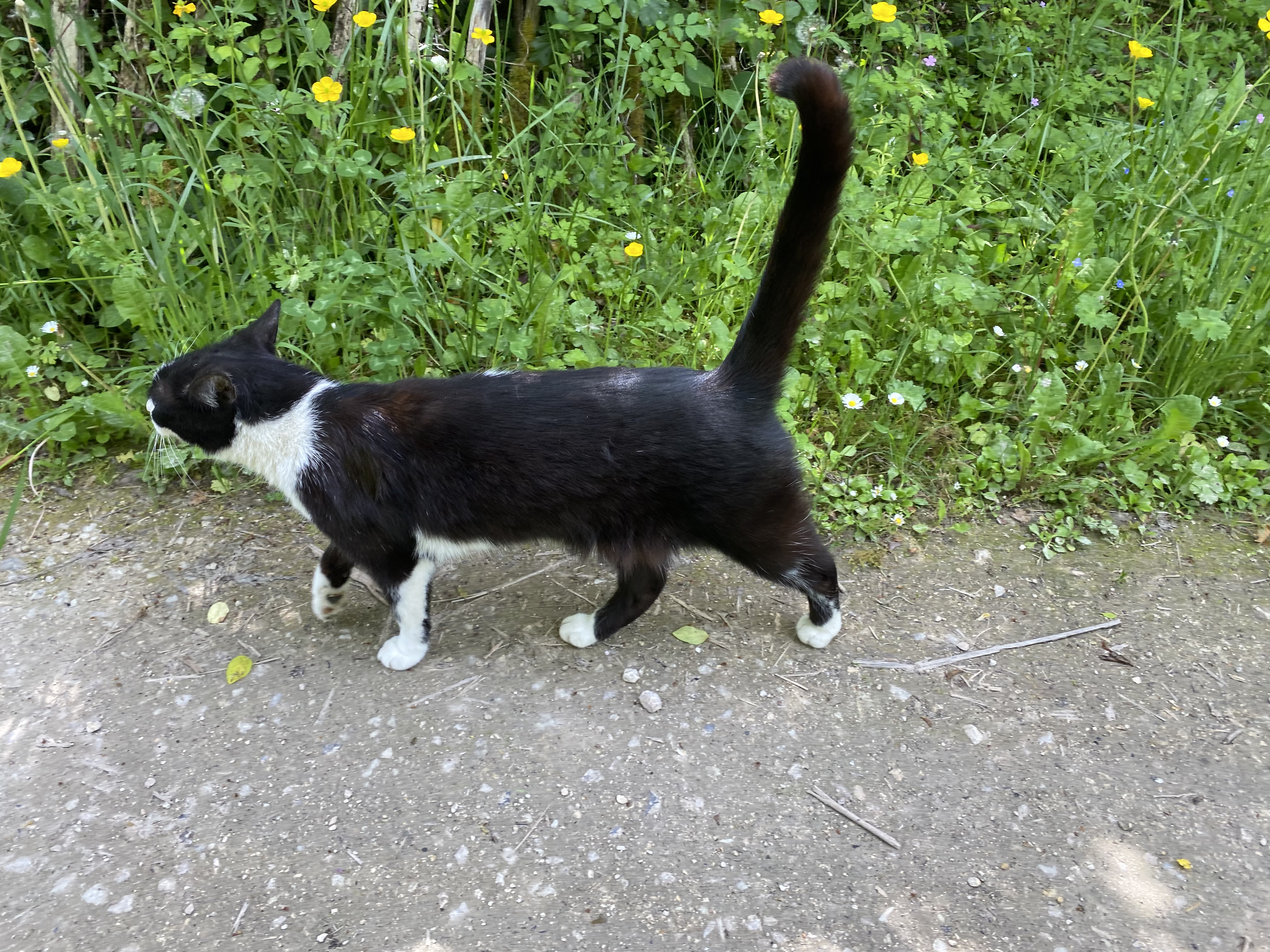Service chat 37 entre particuliers