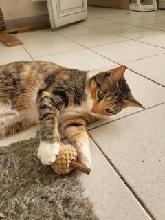 Service : garde animaux Service : garde animaux