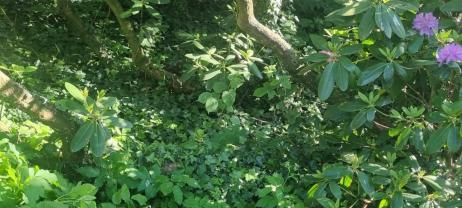 Service : entretien jardin Service : entretien jardin