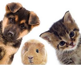 Service : garde animaux Service : garde animaux