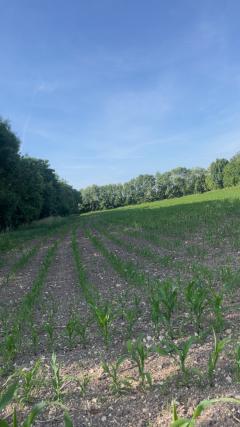 Service : entretien jardin Service : entretien jardin