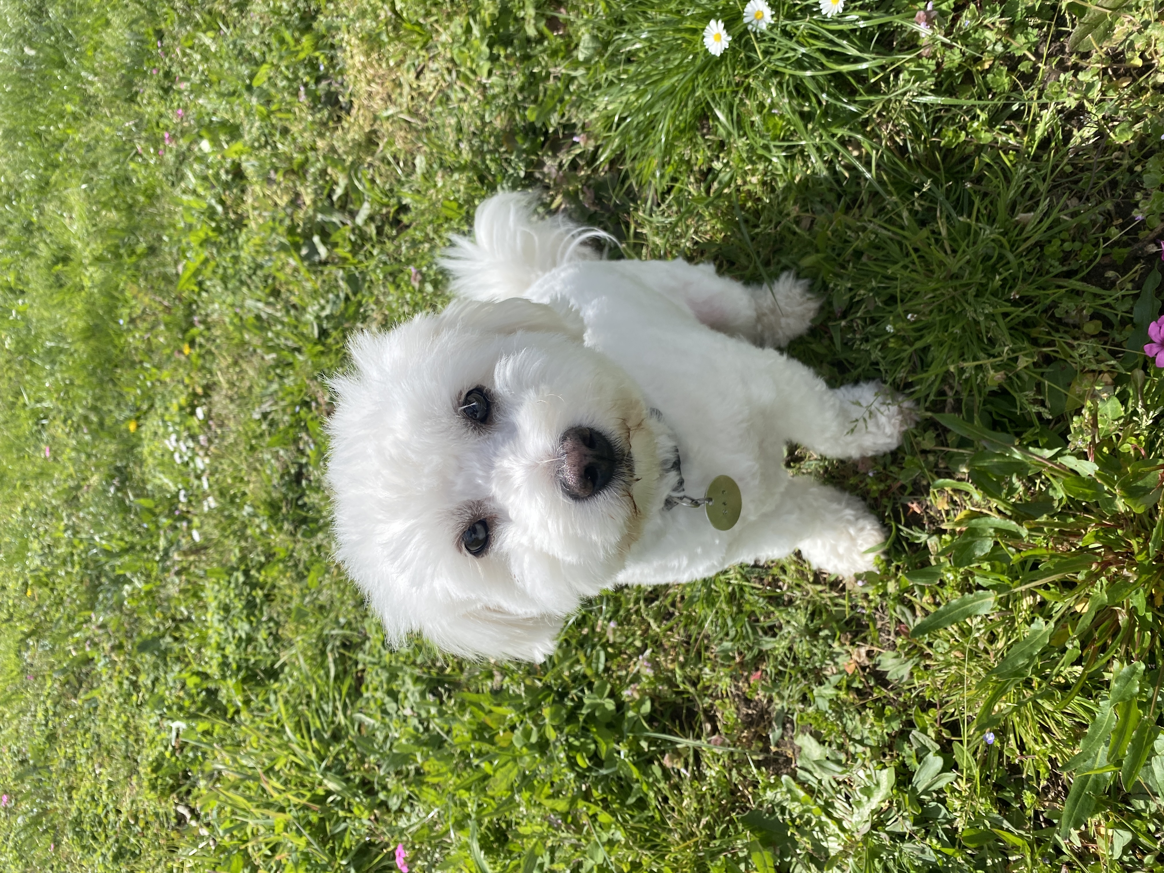 Service chien 40 entre particuliers