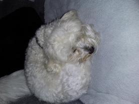 Service : chien Service : chien