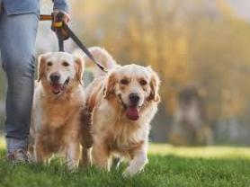 Demander un promeneur