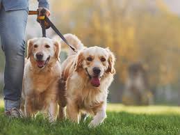 Service promeneur chien 33 entre particuliers