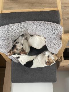 Service : chien Service : chien