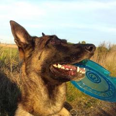 Service : garde animaux Service : garde animaux