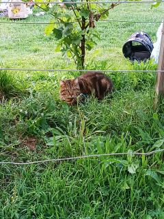 Service : garde animaux Service : garde animaux