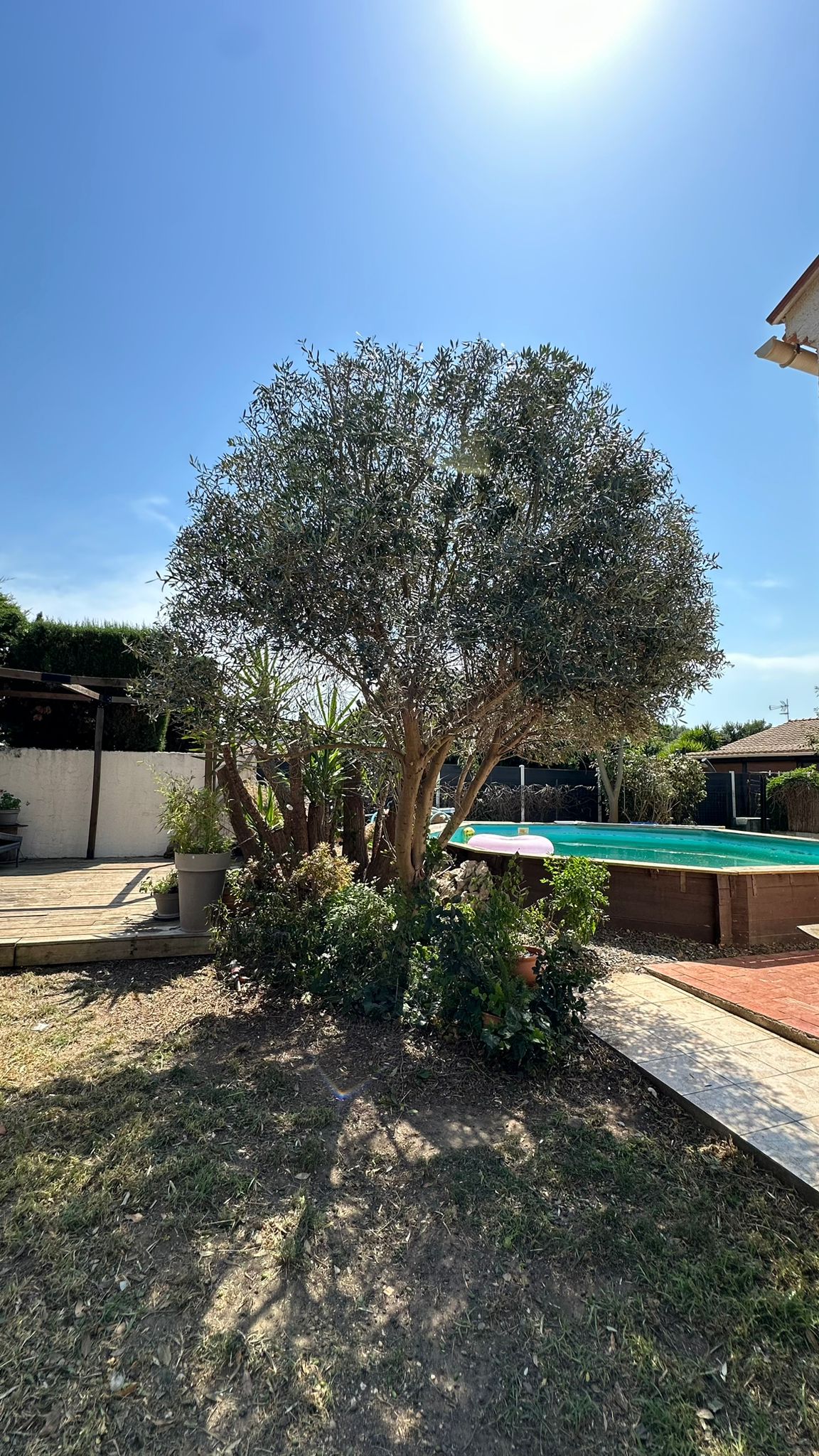 Service chien 66 entre particuliers