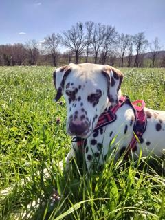 Service : chien Service : chien