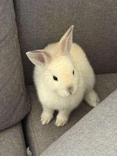 Service : garde lapin Service : garde lapin