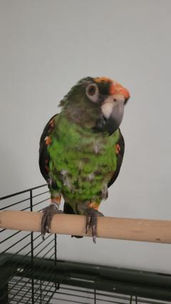 Service : oiseaux Service : oiseaux