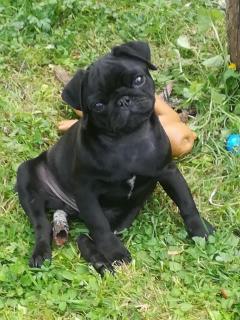 Service : chien Service : chien