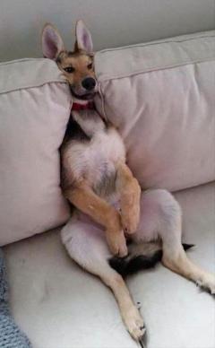 Service : chien Service : chien