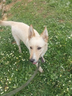 Service : promeneur chien