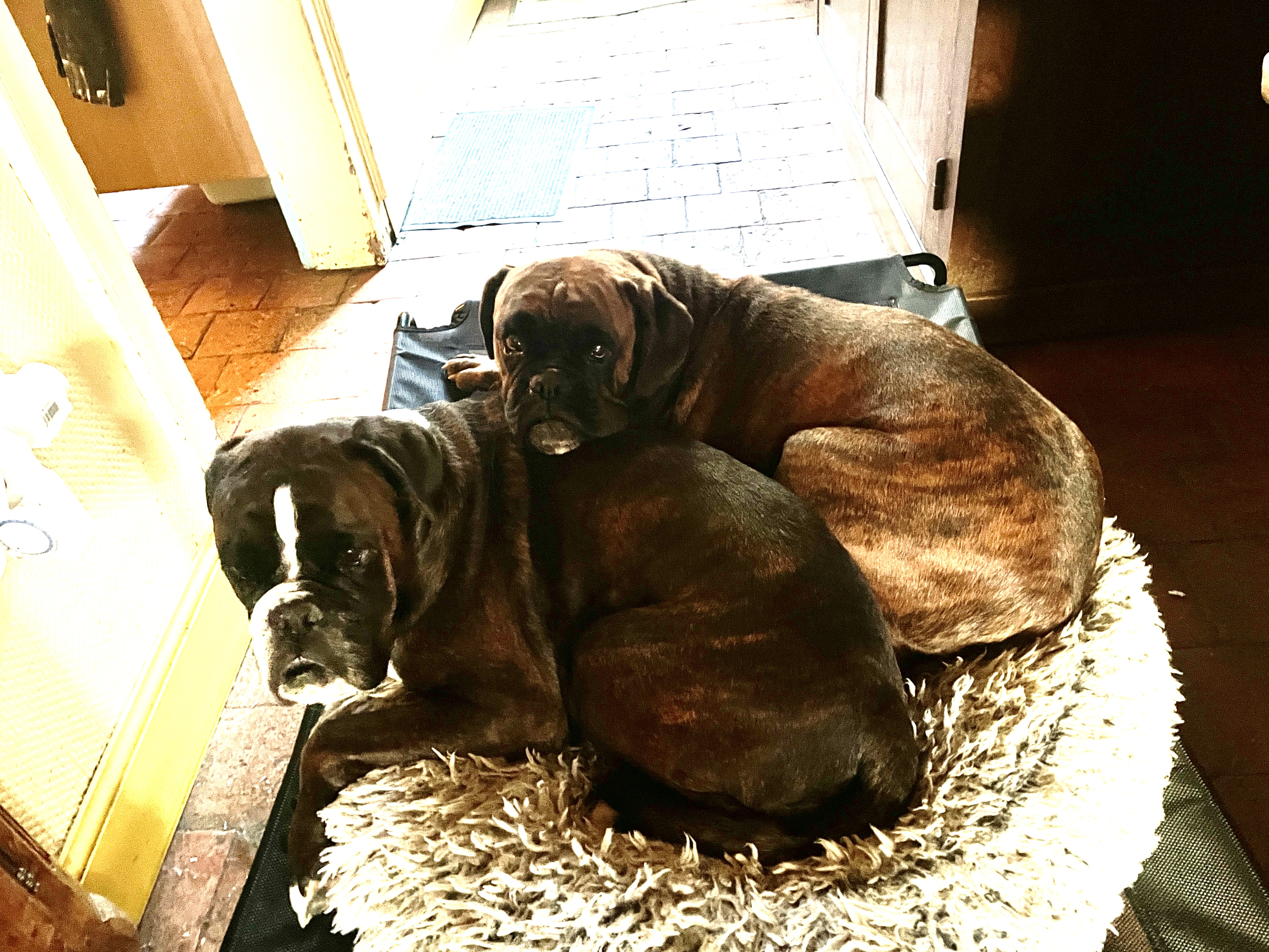 Service chien 89 entre particuliers