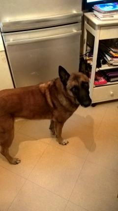 Service : chien Service : chien