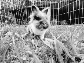 Service : garde lapin Service : garde lapin