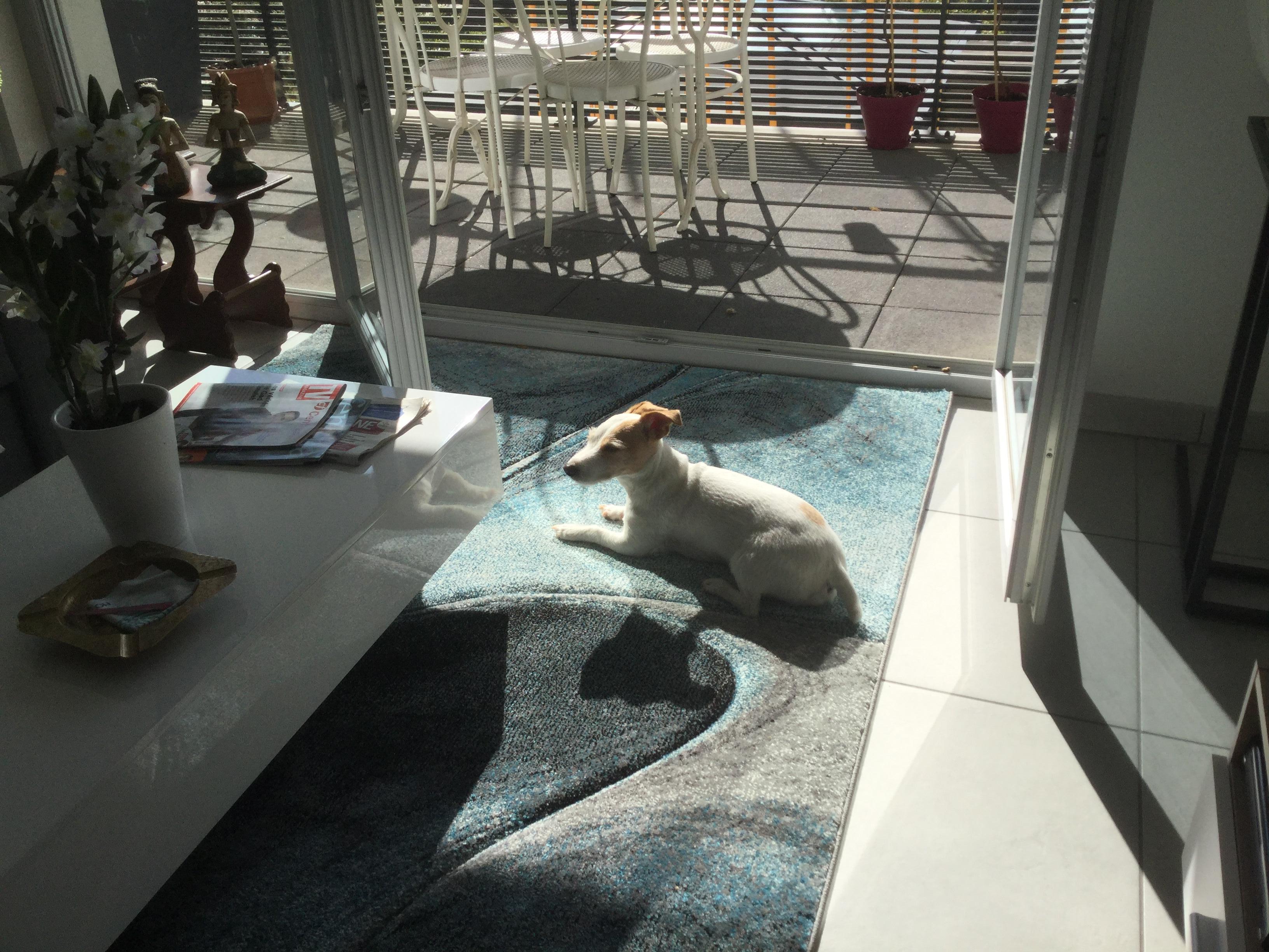 Service chien 63 entre particuliers